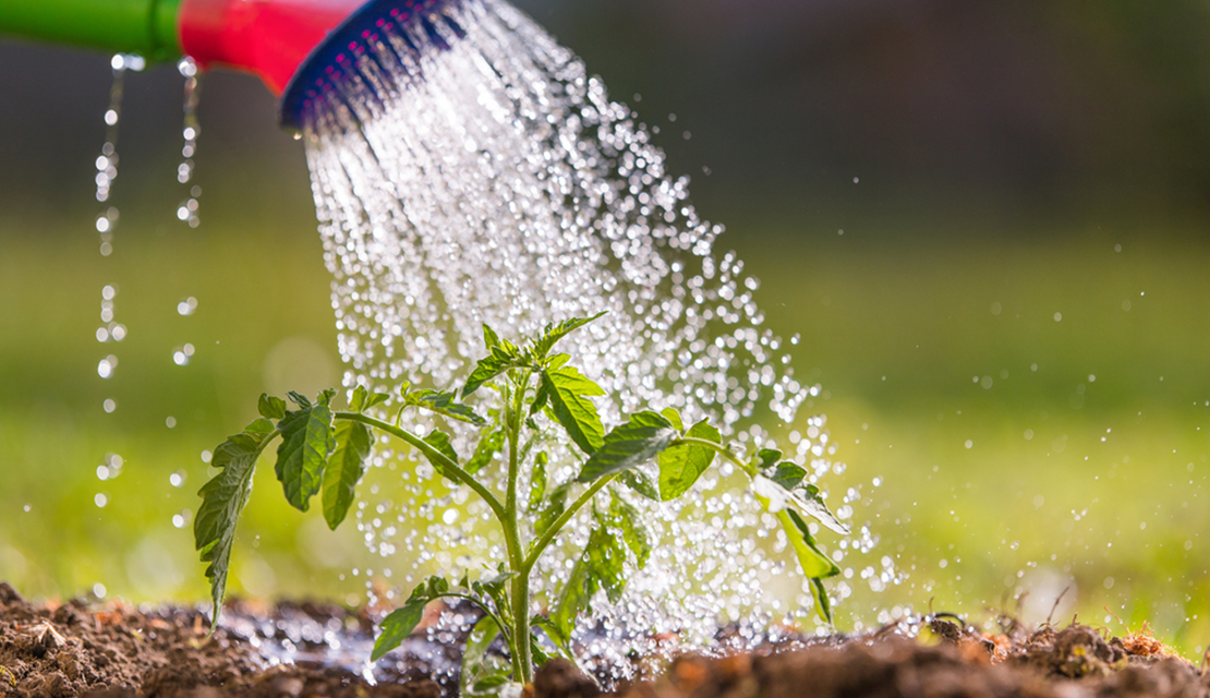 Garden Watering Service Melbourne